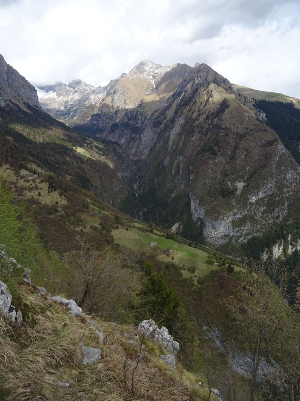 Ursus arctos.....l''habitat